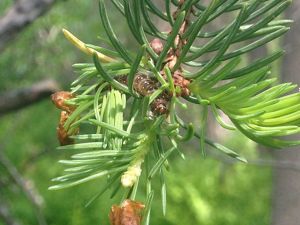 A spruce budworm larva in a tree. 