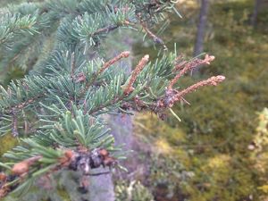 Damaged branches of a tree in a forest. The spruce's needles are completely gone in areas. 