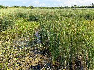 A wide expanse of marshy water with tall grass.