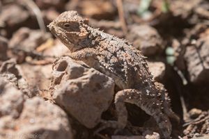 A closeup of a horned lizard sitting on rocks with rough, brown scales.