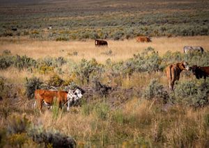 Cows in a field.