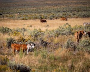 Cows in a field.