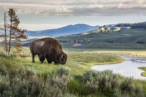 A bison grazes on green grass next to a flowing, winding river with mountains in the distance.
