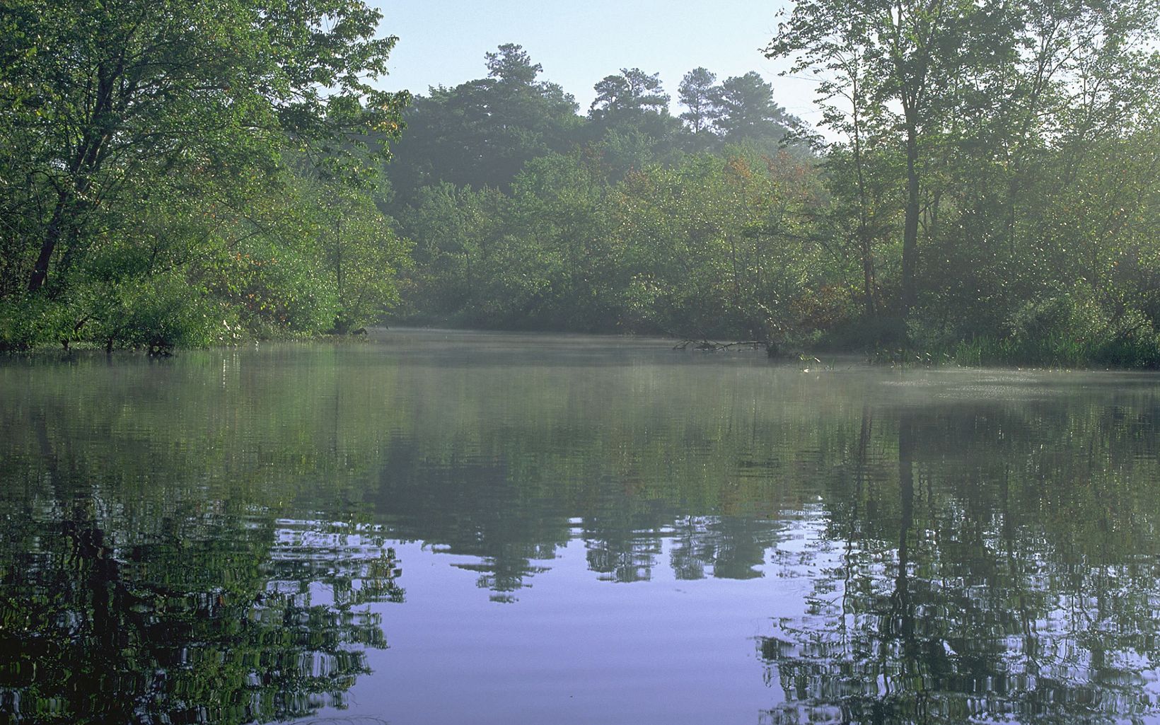 Light mist rises from the still water of the Nanticoke River. The tall trees that line the riverbank are reflected in the water.