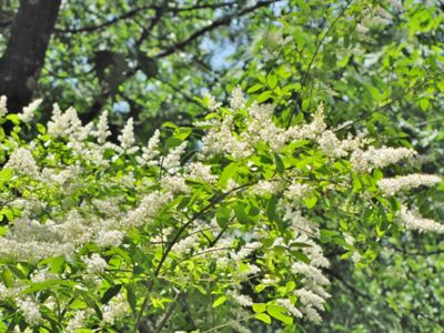 This mostly evergreen shrub spreads via abundant seeds carried by birds and water and via root sprouts..