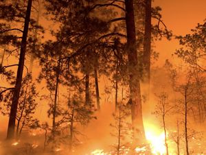 Thin trees stand in the middle of a fire, with an orange background and smoke present.