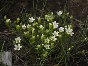 A patch of small white flowers in a rocky area.