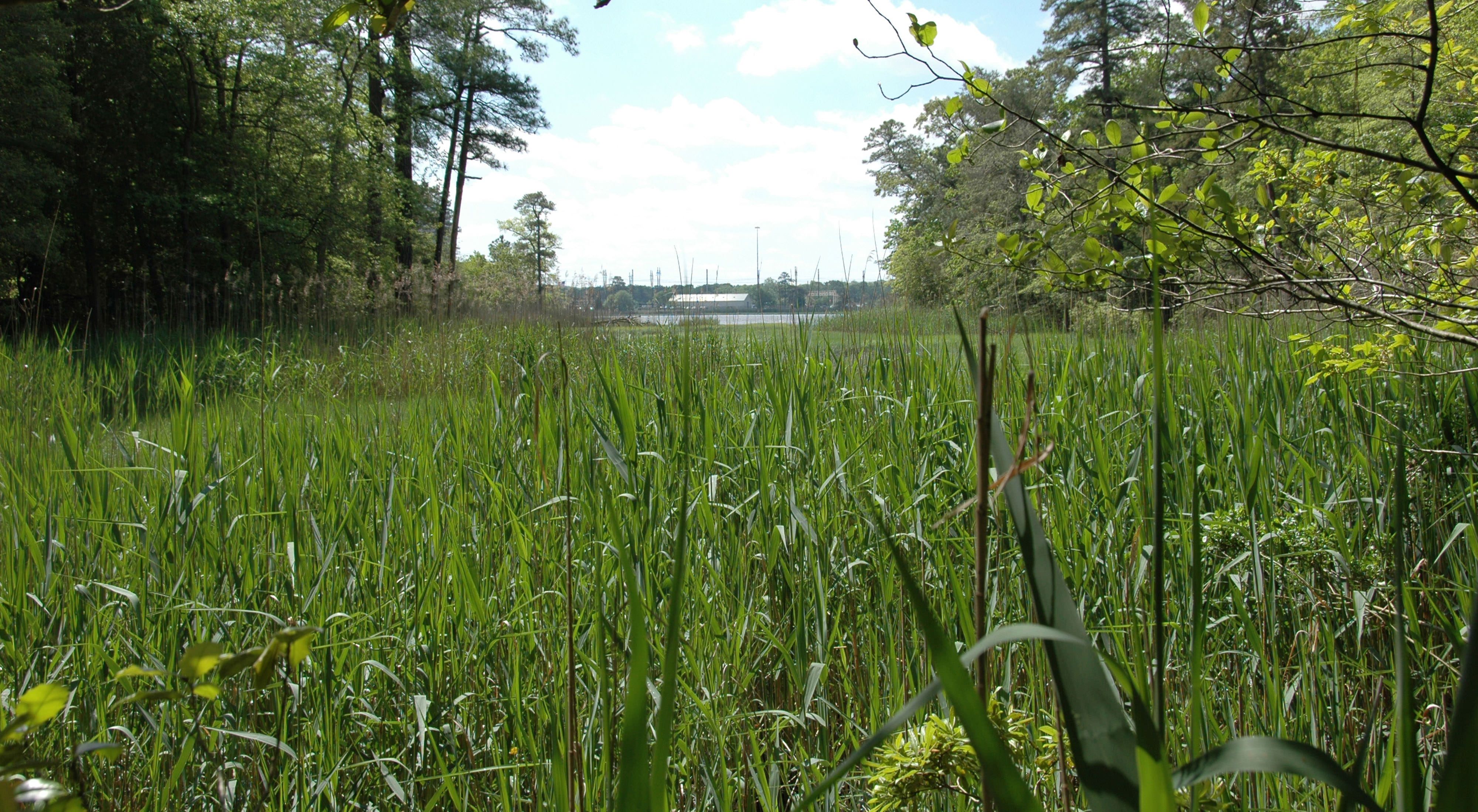 Tall green marsh grass dominates the foreground, extending into the distance before ending at a narrow river. Low farm buildings are visible on the opposite shore.