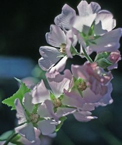 Peter's Mountain Mallow, a cluster of delicate, pinkish white blossoms.