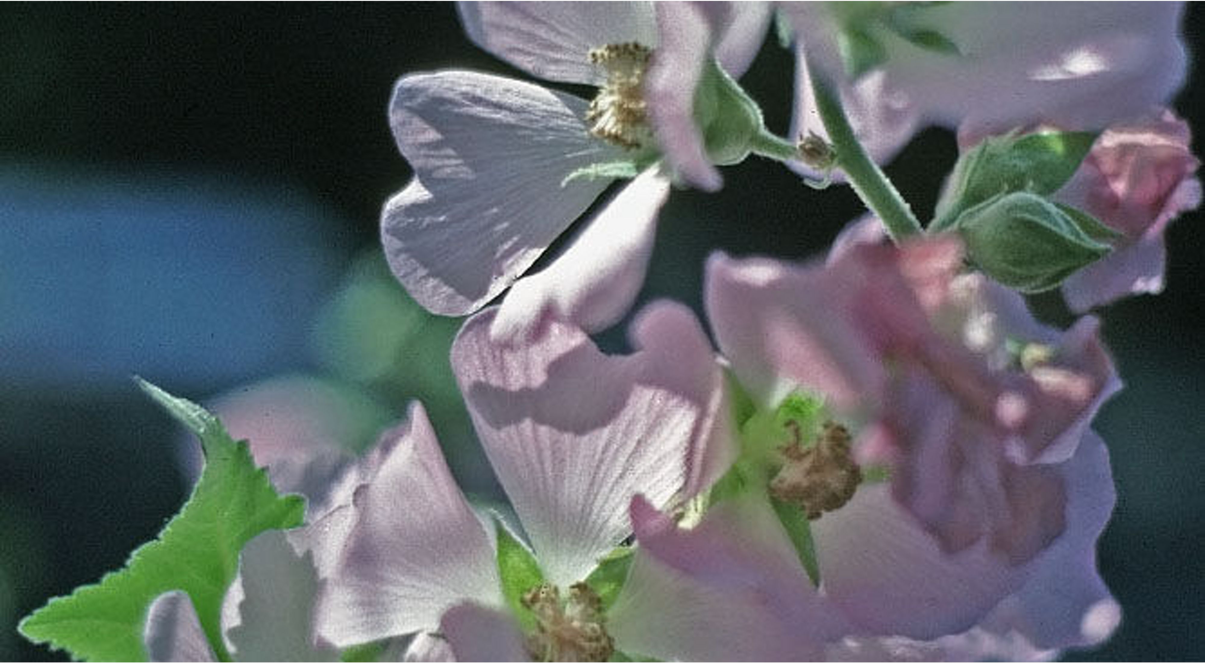 Peter's Mountain Mallow, a cluster of delicate, pinkish white blossoms.