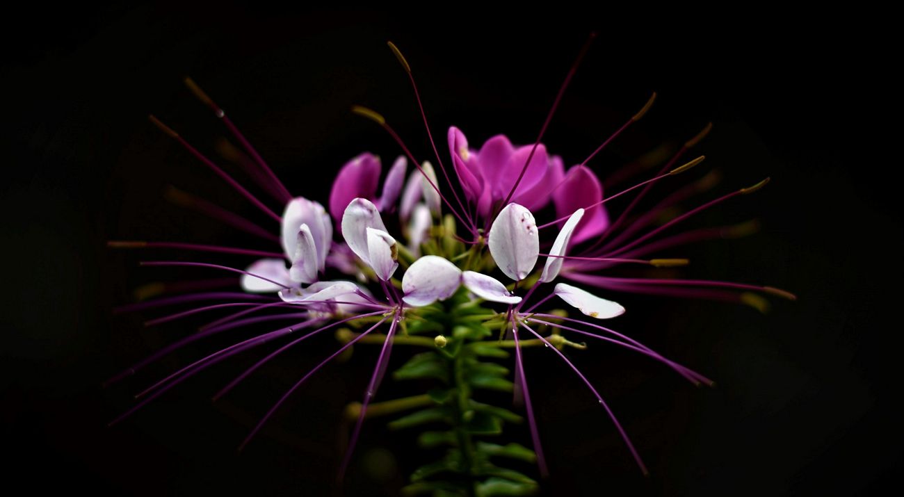 Pink flower on black background.