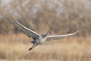 A Sandhill crane spreads its wings and soars over the waters of the Platte River.