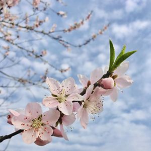  Closeup of the flowers of a peach blossom against a blue sky.