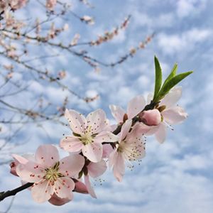 Primer plano de las flores de un melocotonero contra un cielo azul.