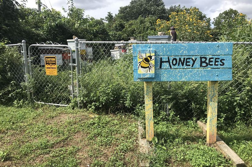 A large wooden sign with a painted bee reading Honey Bees stands in front of a small urban garden.