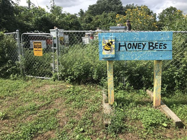 A large wooden sign featuring a painted bee and with the words Honey Bees stands in front of a small urban garden.