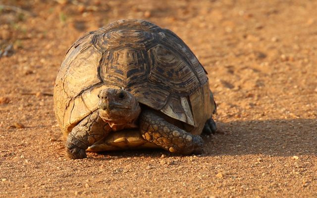 The leopard tortoise is considered one of Africa's "small five." 