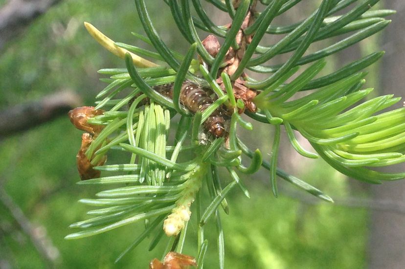 A spruce budworm larva in a tree. 