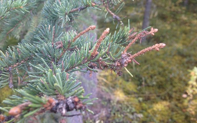 Damaged branches of a tree in a forest. The spruce's needles are completely gone in areas. 