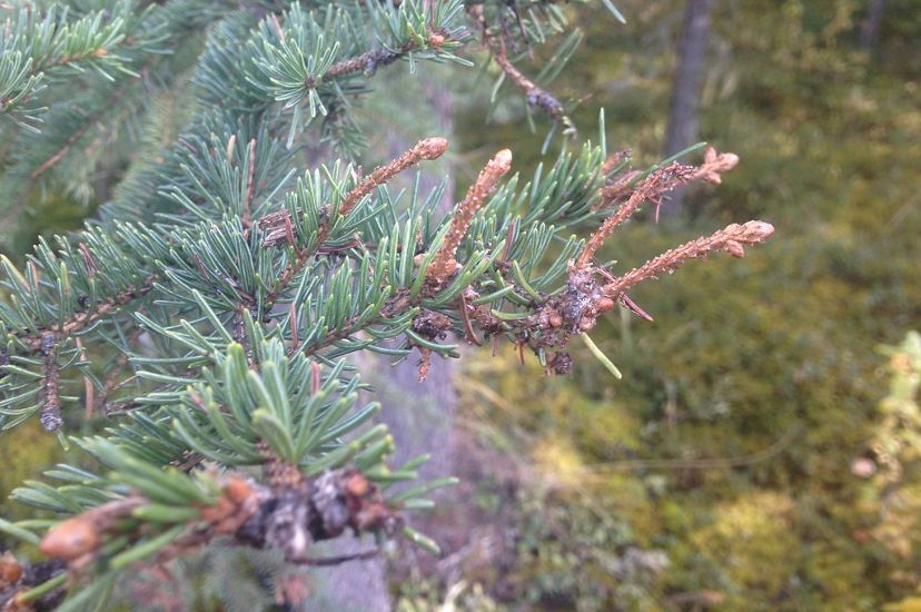 Damaged branches of a tree in a forest. The spruce's needles are completely gone in areas. 