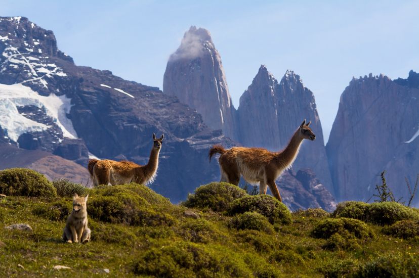 Guanacos y zorro en Torres del Paine