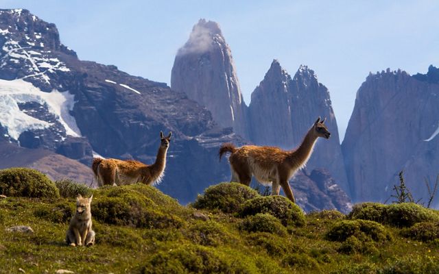 Guanacos y zorro en Torres del Paine