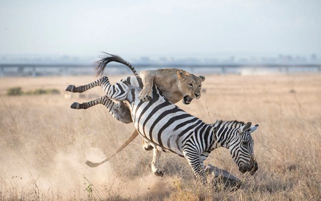 On safari in Nairobi National Park a lioness started using the cover of our vehicles to sneak up on a group of zebras. Wasting no time, she launched her attack.