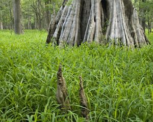 Photo of a cypress tree trunk, grasses in foreground.