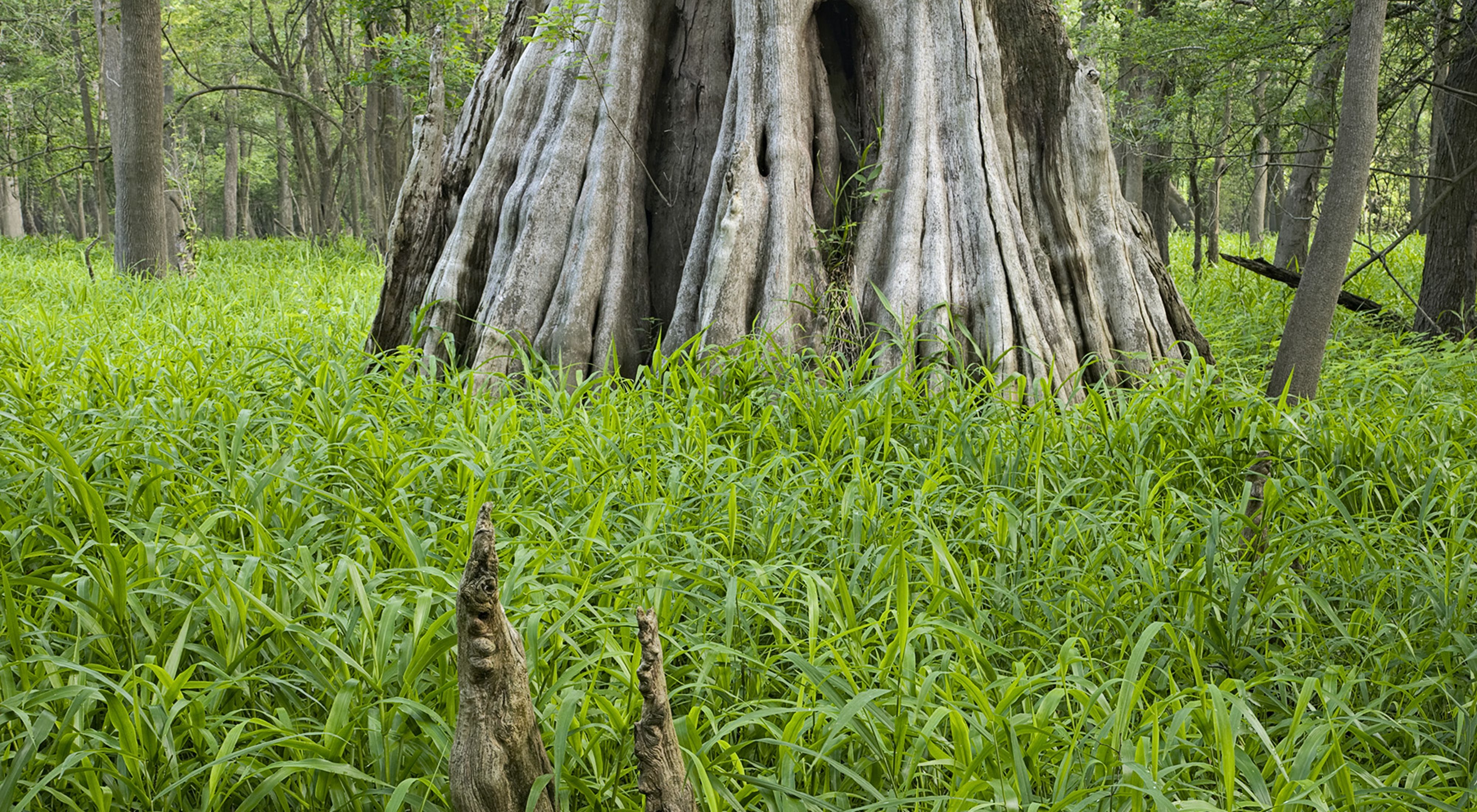 Photo of a tree trunk with grass in foreground.