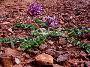 A purple flower stands out agains the red desert ground. 
