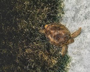 Cómo Belice está transformando el Caribe