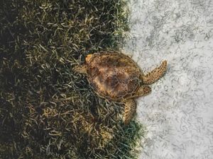 a loggerhead turtle swims away from a field of seagrass