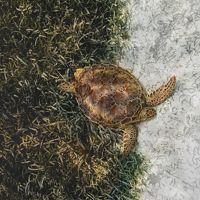 Una tortuga carey nada, pasando desde una pradera marina a un area llena de arena coralina