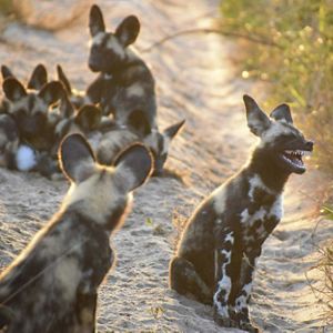 a group of African wild dogs, one looks like it is laughing.