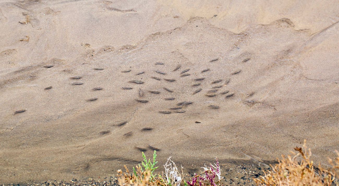 small fish swimming in very shallow sandy water