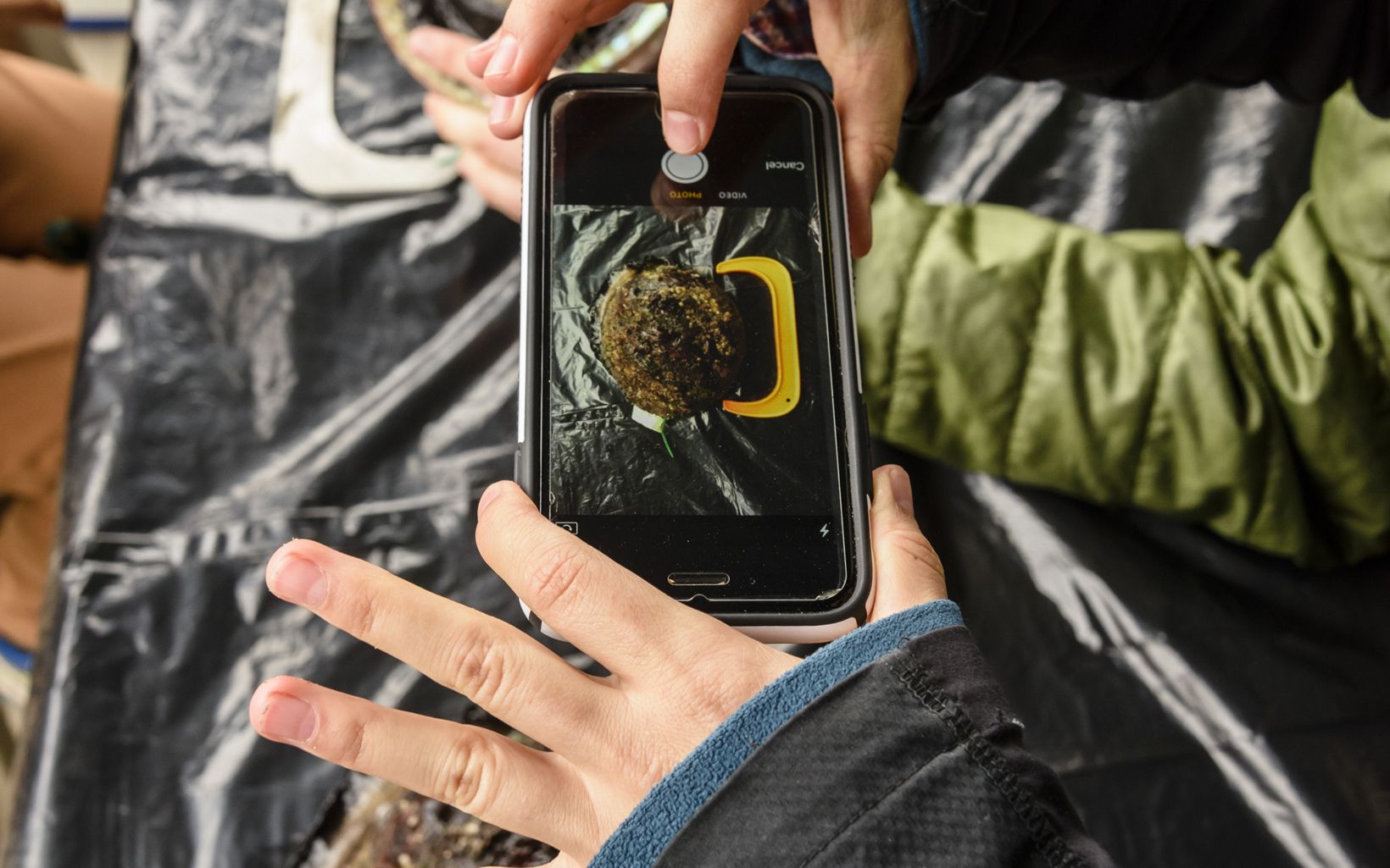 Hands holding a smartphone to photograph something brown and fuzzy that is showing through a hole in a black garbage bag.