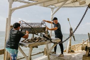 Two people aboard a working vessel sort freshly harvested oysters on a metal culling table surrounded by harvesting equipment and open water.