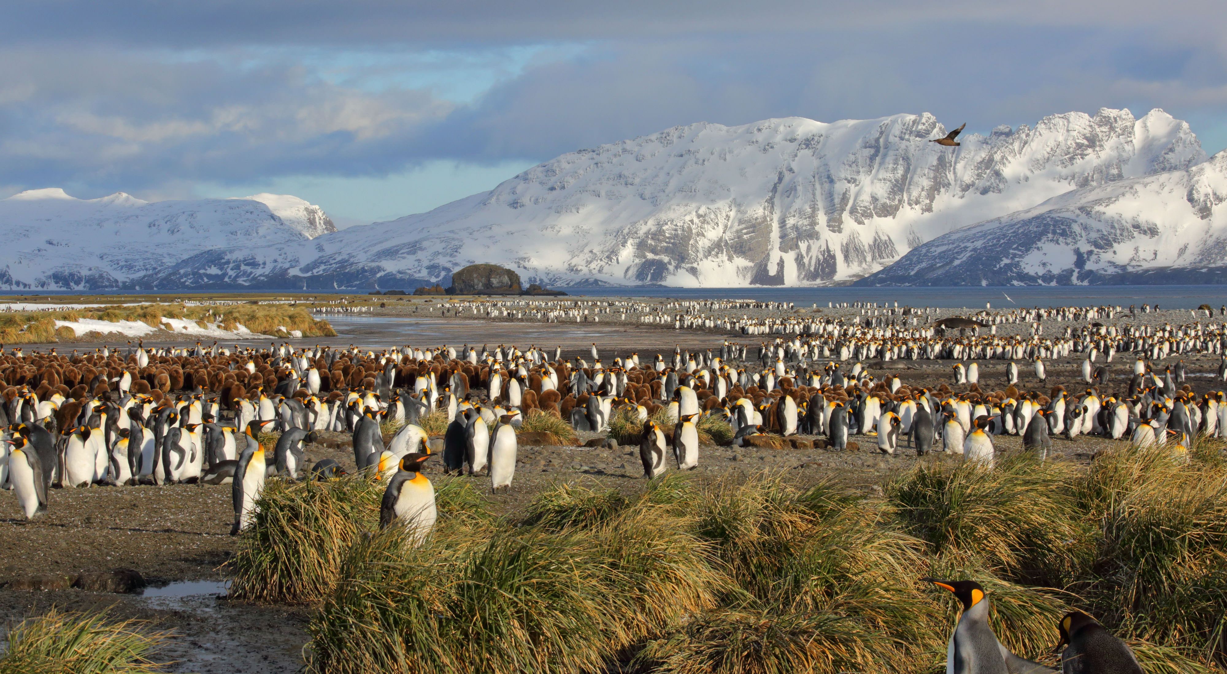 king penguins gather near grasslands and snowcapped mountains