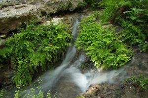 Clear sping waters cascade over rocks and green ferns.