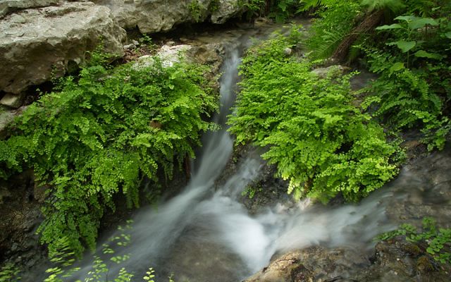 Clear sping waters cascade over rocks and green ferns.