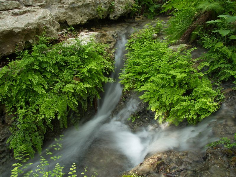 Clear sping waters cascade over rocks and green ferns.