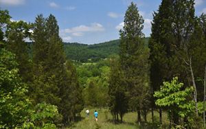 Two hikers walk among lush green trees that cover hills under a blue sky.