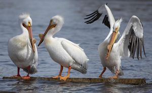 Three white pelicans balance on a piece of concrete. One flaps its wings and splashes the water below. 