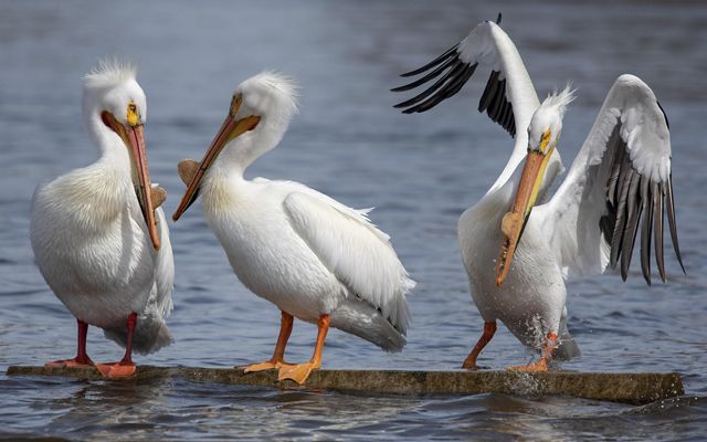 Three white pelicans rest on a piece of concrete in a body of water. One pelican raises its wings in the air as water spaces around it.