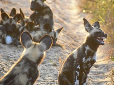 a group of African wild dogs, one looks like it is laughing.