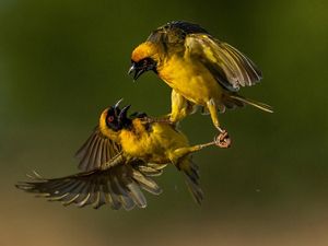 A territorial fight between two yellow birds, weavers, who are connected by their feet in a quarrel in Bloemfontein, South Africa.
