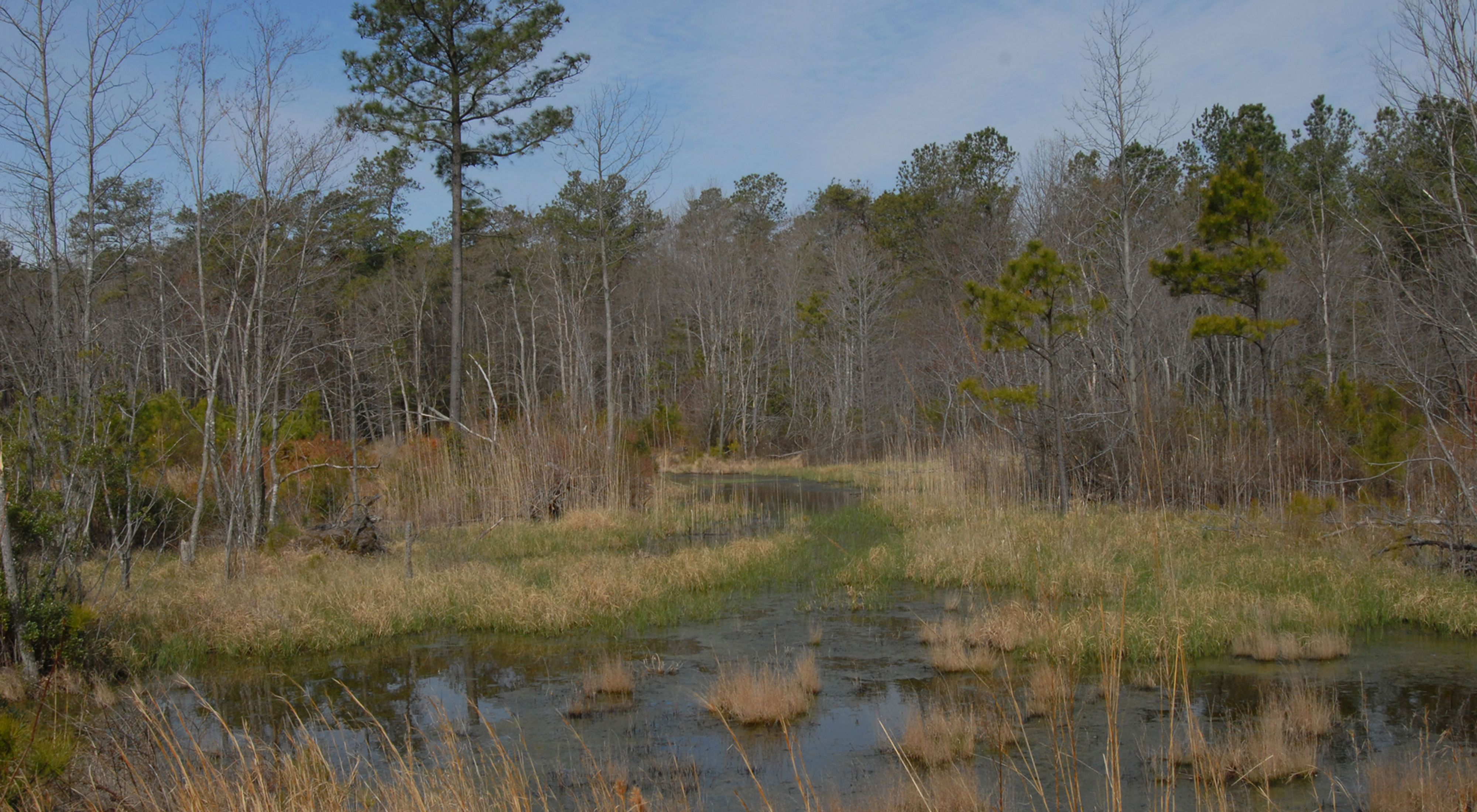 Tall thin trees line the edge of a marshy wetland.