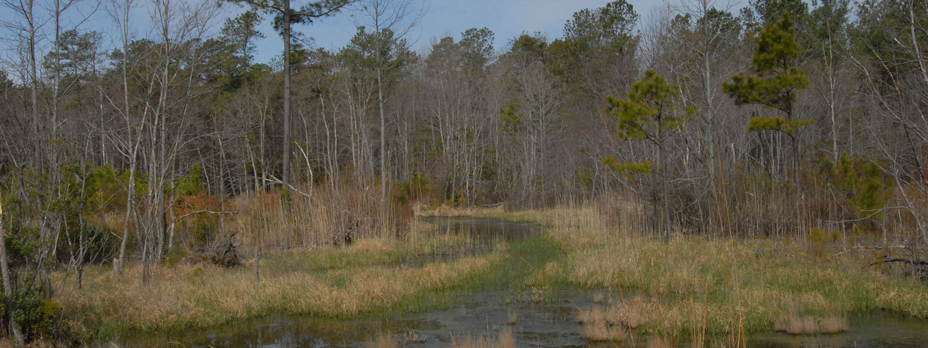 A view of a wetland marsh surrounded by bare trees.