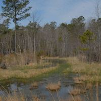 Water pools in an open marshland area. A line of leafless trees lines the horizon in the background.