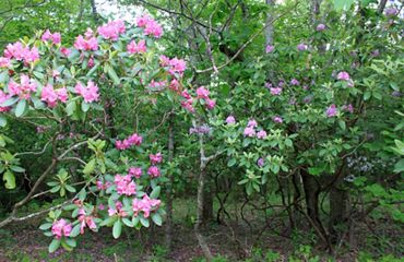 Pink blossoms of mountain laurel and rhododendron stand out in a forested thicket.
